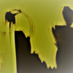 Phytolith