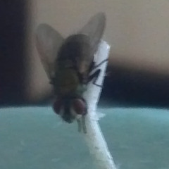 First time chasing flies