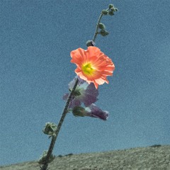 Dreamaway