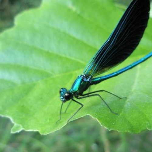 HK_Calm-&-Steady_tracks_14