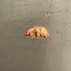 PRETTY LITTLE BIRDS - SZA