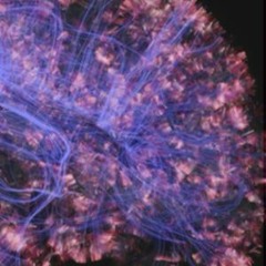 Neuroscience and the Human Soul | Prof. Marie George