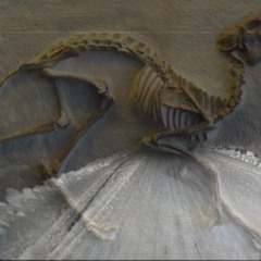 a deer in the headlights