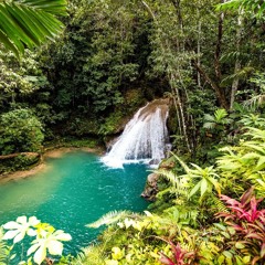 Mystery Jungle