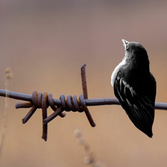 LOCKDOWN words by Brother Richard Hendrick, music by Fabrizio Pigliucci voice of Kara Johnstad