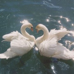 My Dear Swan