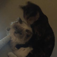 Patella (feat. Lachlan McArthur)