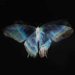 Butterfly.mp3