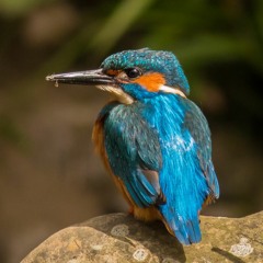 Kingfisher