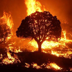 The Fire