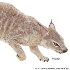 Puppet pipeline: Miacis-like creatures