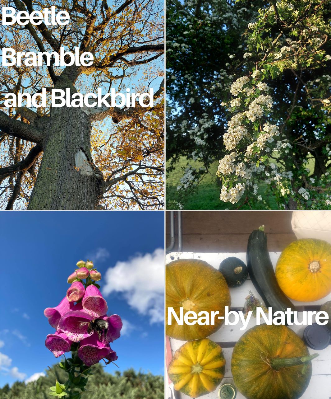 Beetle, bramble and blackbird: Near-by Nature