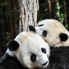 DHAthens Premiere: Pimp Pandas - Gonna Be Right (funkenschleuder Touch) [Hug Records]
