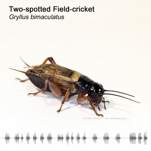 Two-spotted Field-cricket (Gryllus bimaculatus)