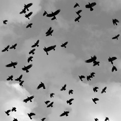 Surrender - Birdy