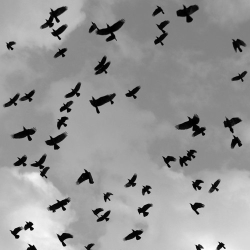 Surrender - Birdy