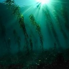 Kelp And Culpability