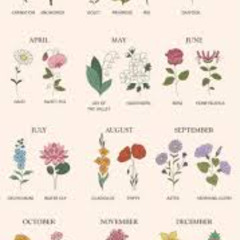 PRINCIPIO  (MUSICA PARA FLORES)