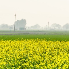 Sandhu Sessions Vol 5 x Five River Flow