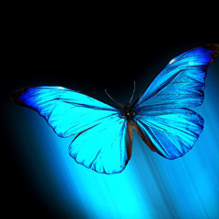 Awavãna - Hare Rase Shoko Shoko (Yawanawa Song by The Golden Deer)