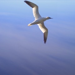 Gliding (Metric System 1981 Remix)