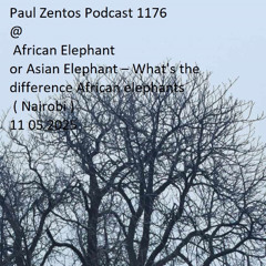 Paul Zentos Podcast 1176 @ African Elephant or Asian Elephant – What's the difference African elephants ( Nairobi ) 11 05 2025