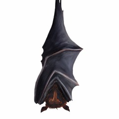 Chauve-Souris © Chaîne YouTube Sons Des Animaux