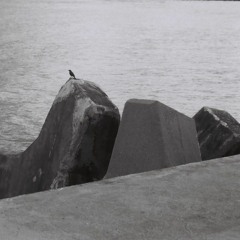venus on the half shell