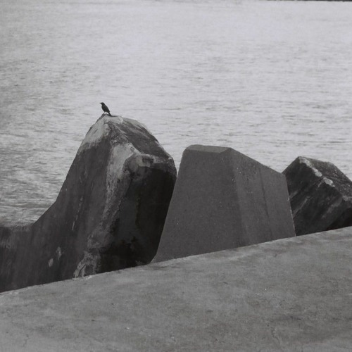 venus on the half shell