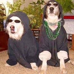 Vibe Dog