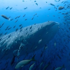 The Oceans