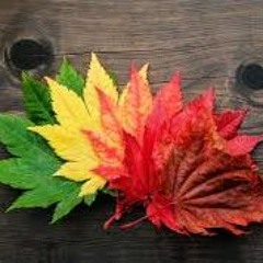Autumn Leaves
