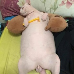 QUER PAGAR DE TREINADA x VAI TE MACHUCAR - MC MENOR DA VG, MC GW, FG SHEIK