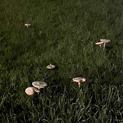 wolf rmx ft.hp0 (prod.silo x snorkatje)