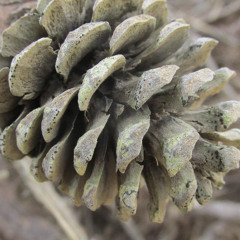 DT12.2 Three legged two step