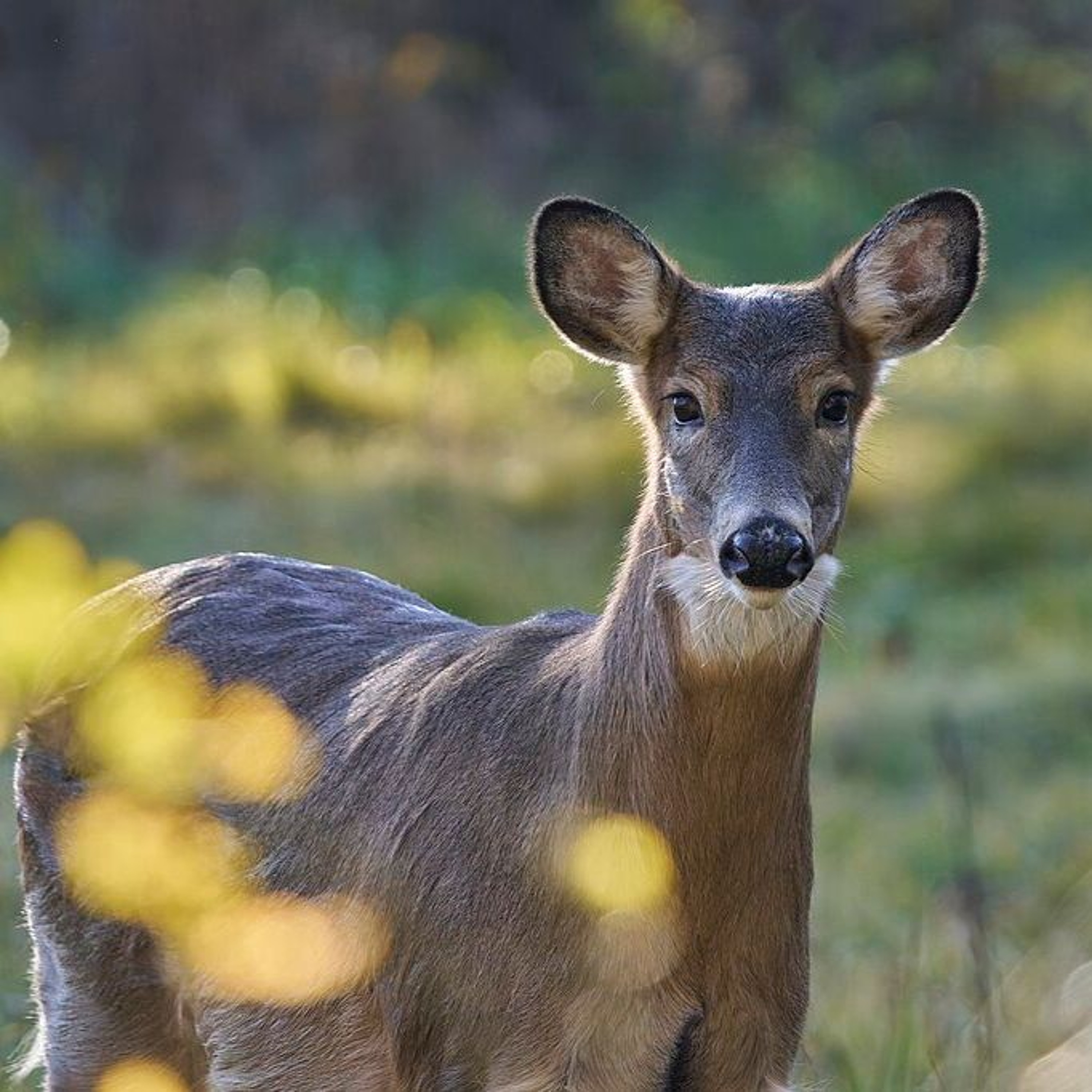 Venison Donation Program in NYS episode artwork