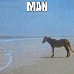 bullet horse