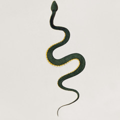 snake year