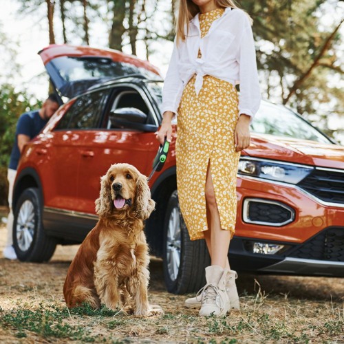From Clinic to Car: Guiding Clients on Pet Travel Safety