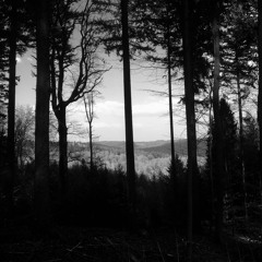 The Clearing