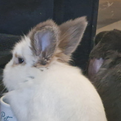 falling off time to get a day job