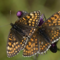 stomach's butterflies