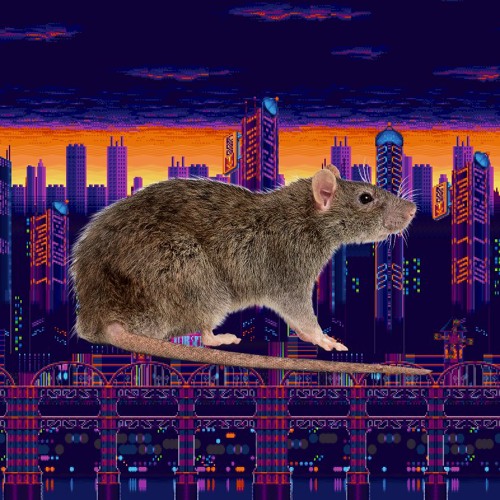 Stream Rats Meme By Lucaspucas Listen Online For Free On Soundcloud