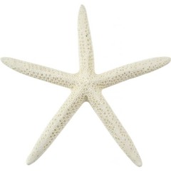 Starfish
