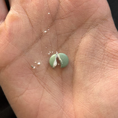 getting drunk 🙅 (maison)