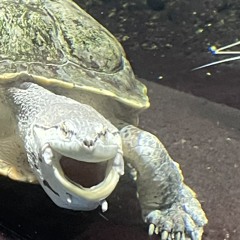 New Age(MOONSHINE vol.19)