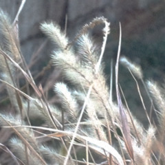 tears that shed into my pillow