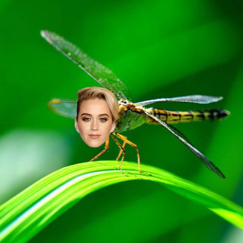 Fly Awake