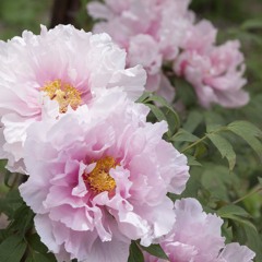 exposed w/ zomb (rueno )