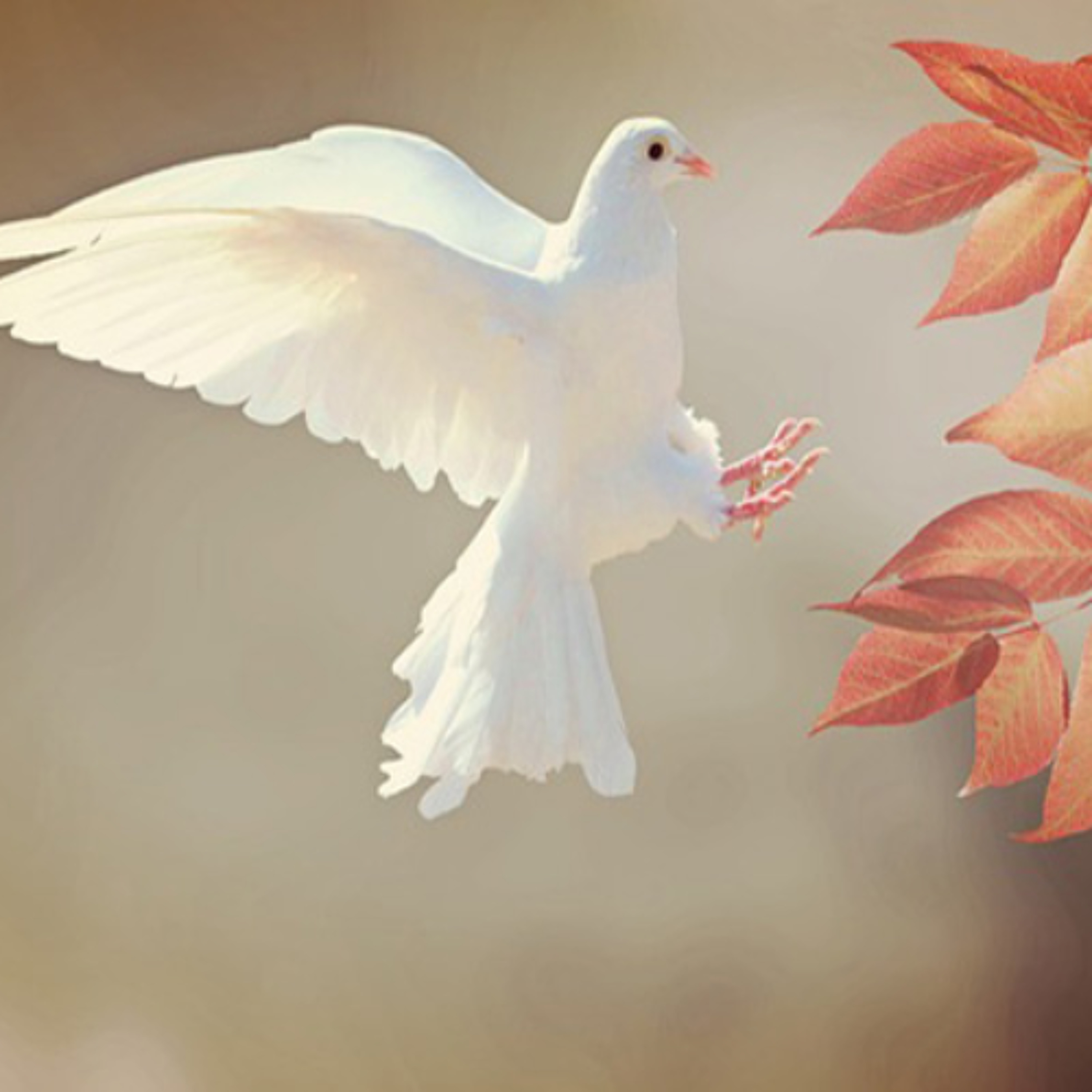 Food for the soul - How to Stay Peaceful - Sigrun Stefansdottir – 17/03/26 episode artwork